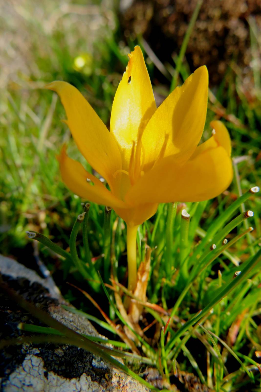 Aliağa Bahçedere Köyü Resimleri 3