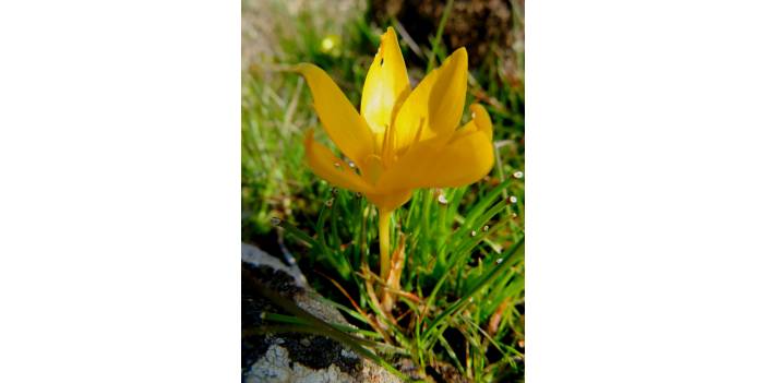 Aliağa Bahçedere Köyü Resimleri