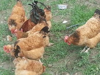 Akhisar Zeytinliova Köyü Resimleri 2