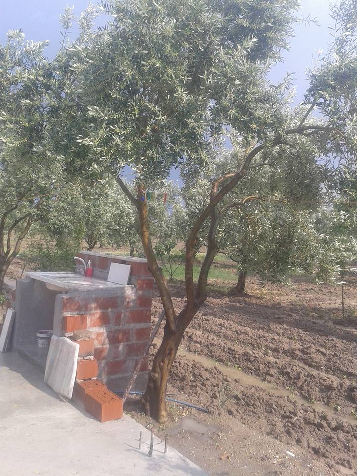 Akhisar Zeytinliova Köyü Resimleri 8