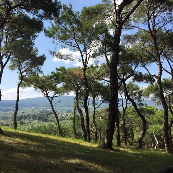 Akhisar Zeytinliova Köyü Resimleri 9