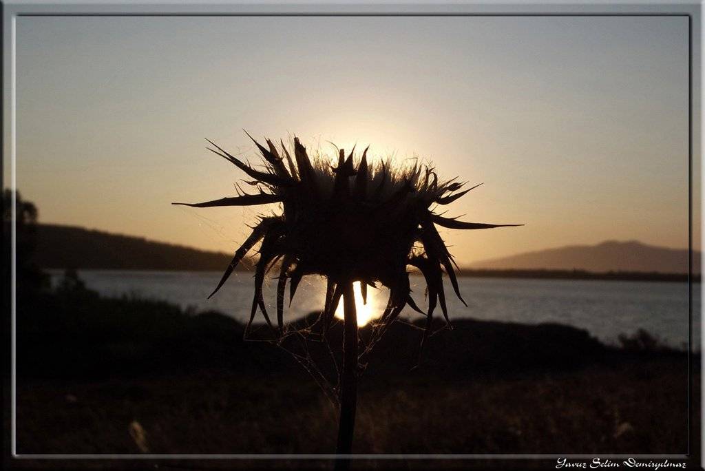 Aliağa Çaltılıdere Köyü Resimleri 1