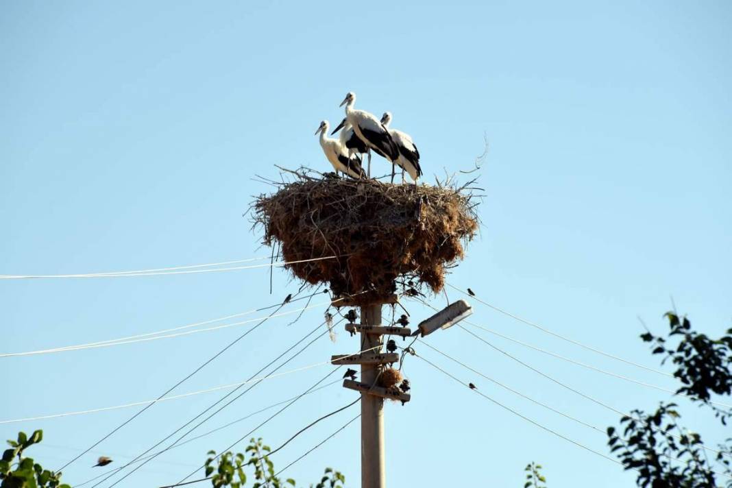 Aliağa Çoraklar Köyü Resimleri 3