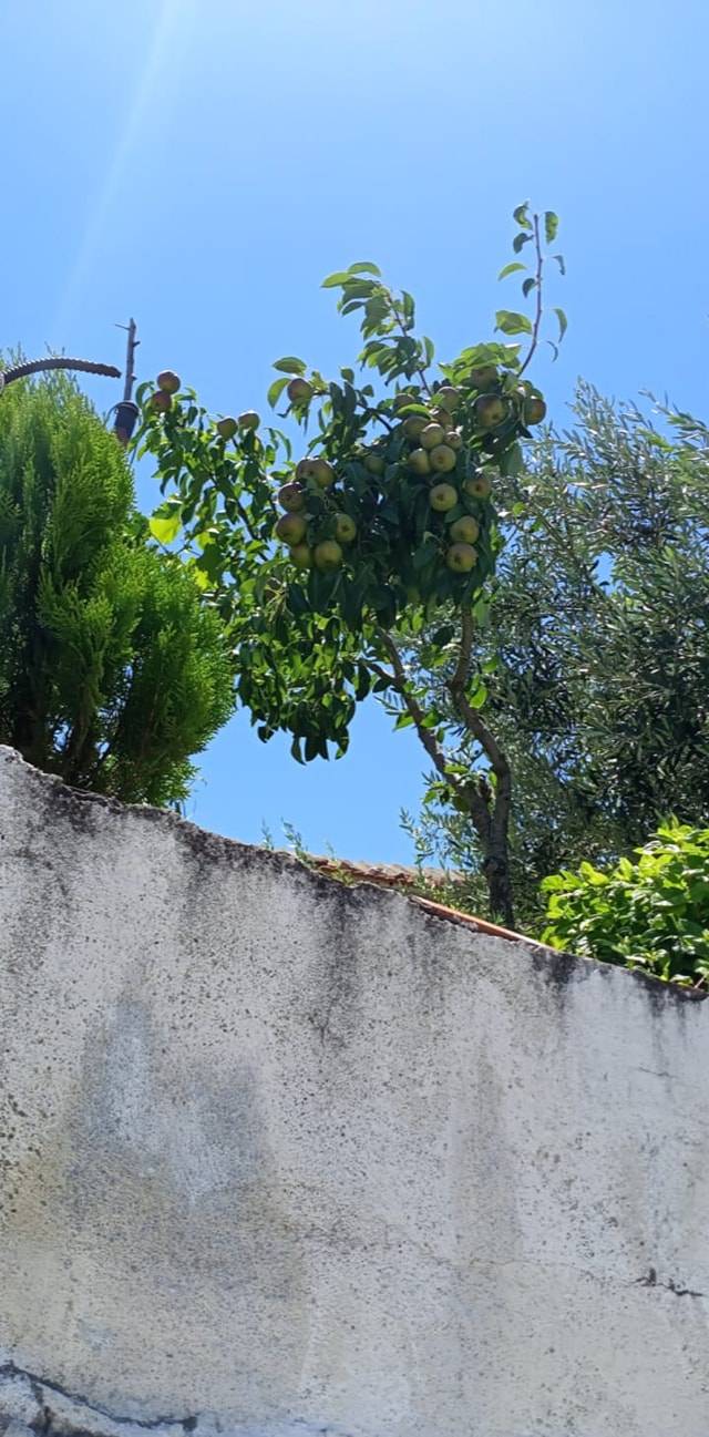 Aliağa Güzelhisar Köyü Resimleri 5