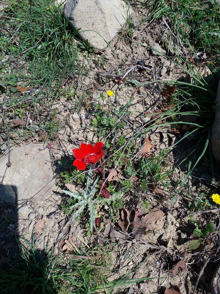 Aliağa Karakuzu Köyü Resimleri 4