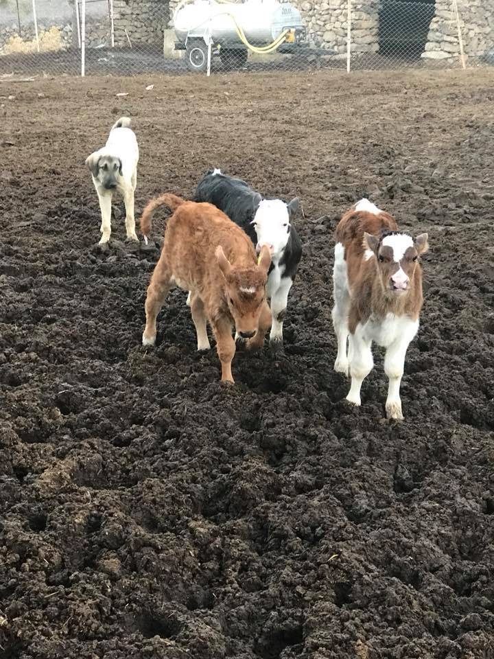 Aliağa Karakuzu Köyü Resimleri 5