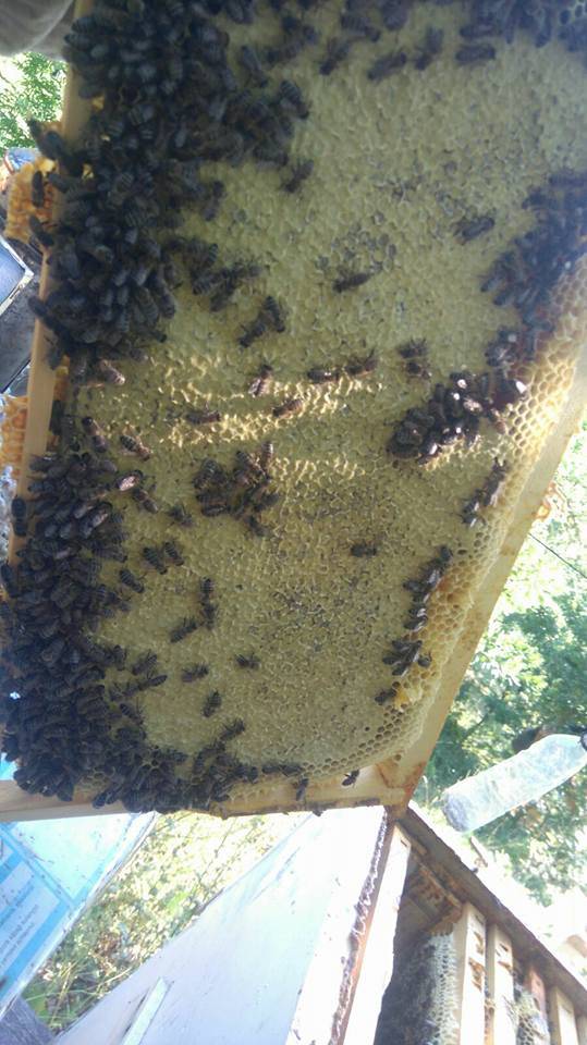 Pınarbaşı Büyükkabaktepe Köyü Resimleri 3