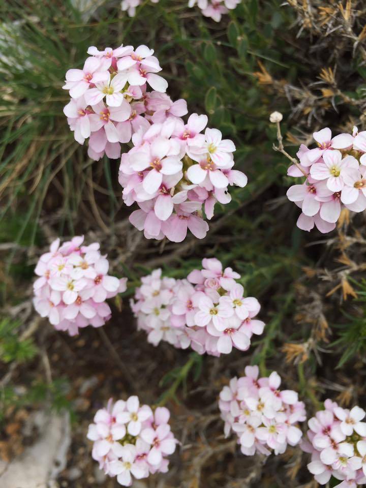 Pınarbaşı Cinliyurt Köyü Resimleri 1