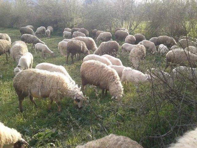 Hisarcık Ören Köyü Resimleri 1