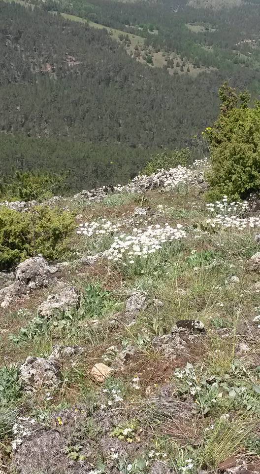 Hisarcık Ulaşlar Köyü Resimleri 4