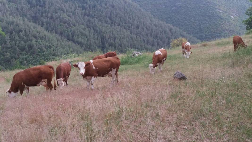 Büyükorhan Gedikler Köyü Resimleri 3
