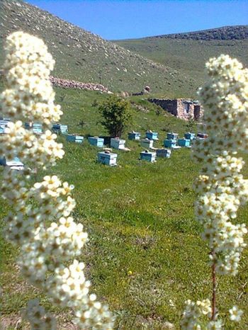 Çıldır Akkiraz Köyü Resimleri 1
