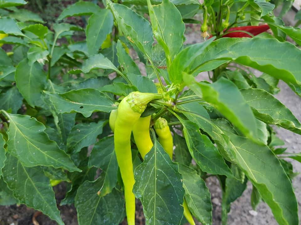 Aliağa Uzunhasanlar Köyü Resimleri 1