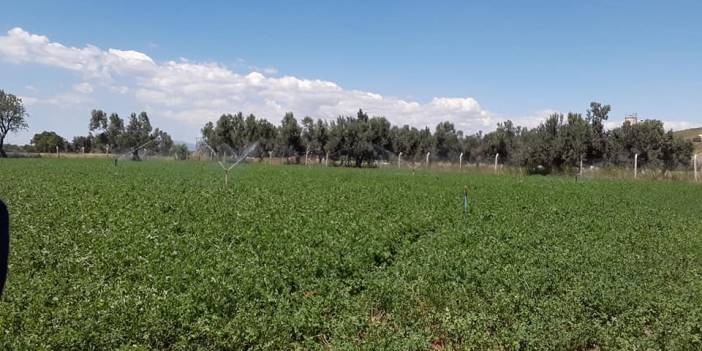 Aliağa Uzunhasanlar Köyü Resimleri