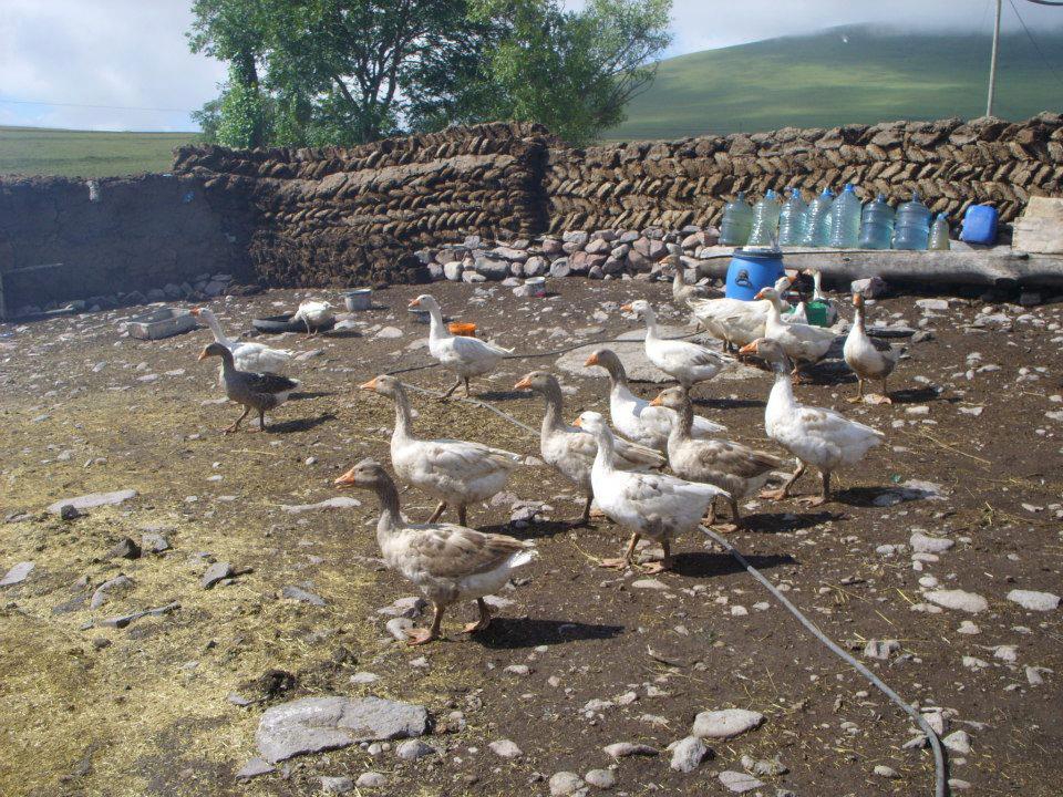 Çıldır Aşağıcambaz Köyü Resimleri 12