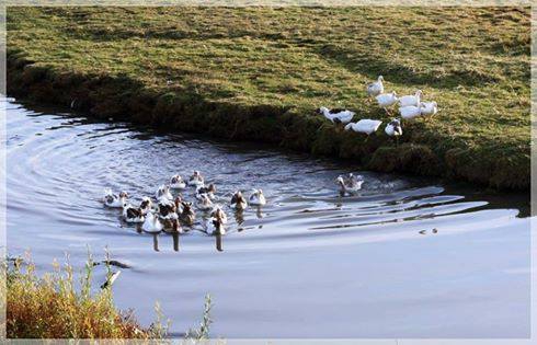 Çıldır Aşağıcambaz Köyü Resimleri 7