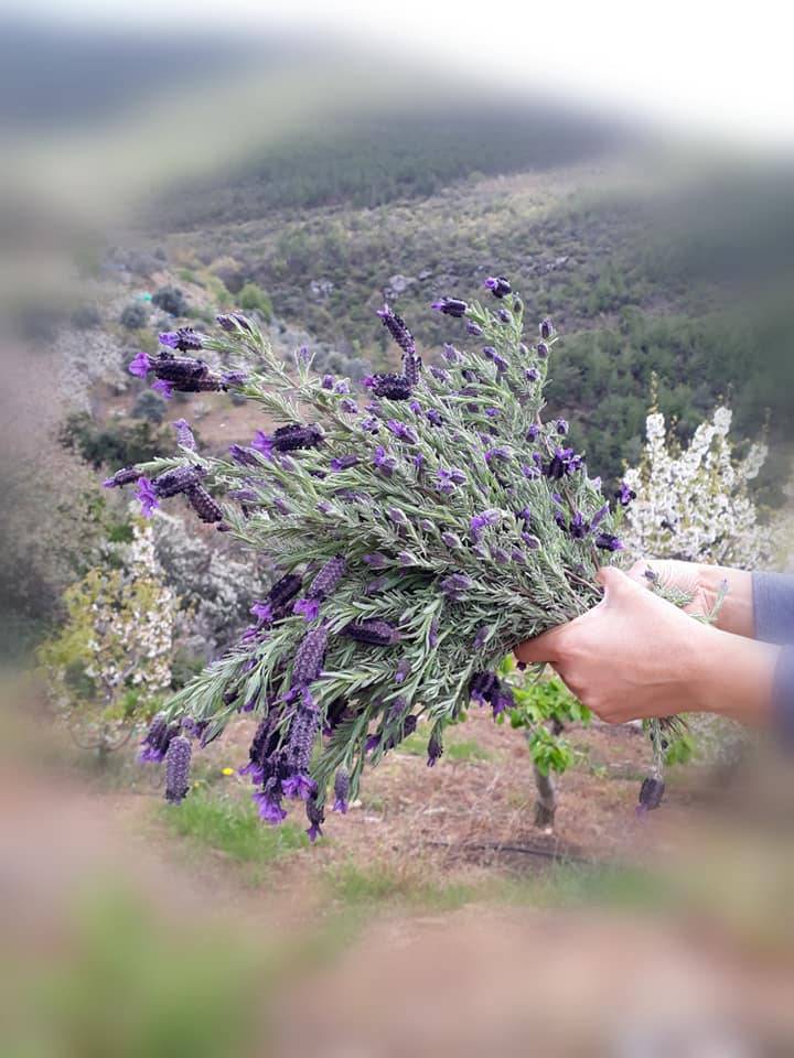 Bayındır Balcılar Köyü Resimleri 6