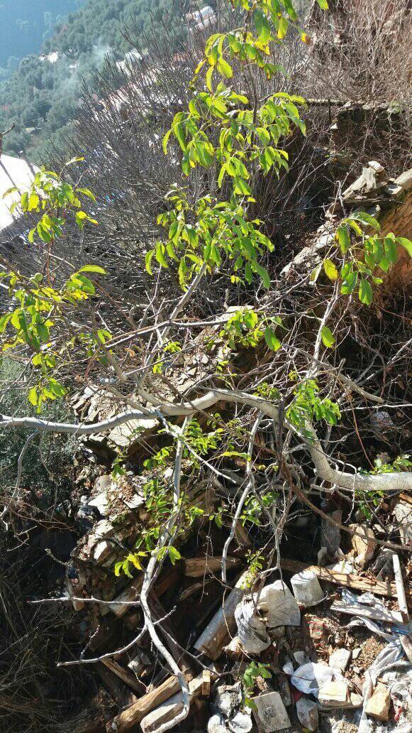 Bayındır Balcılar Köyü Resimleri 7