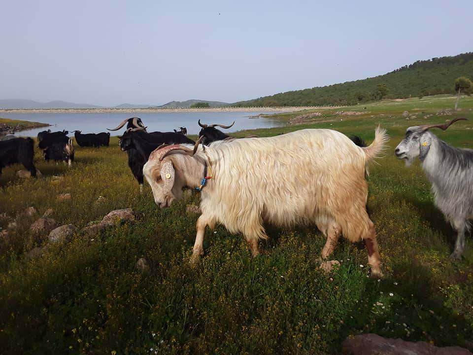 Büyükorhan Karaağız Köyü Resimleri 7