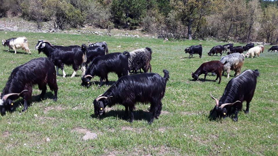 Büyükorhan Karaağız Köyü Resimleri 8