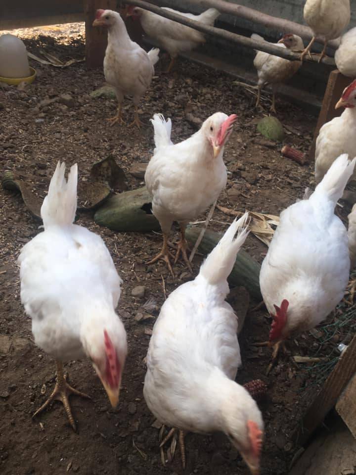 Bayındır Buruncuk Köyü Resimleri 3