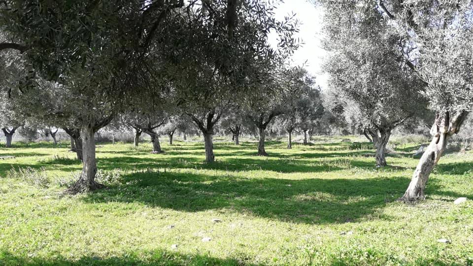 Bayındır Buruncuk Köyü Resimleri 4