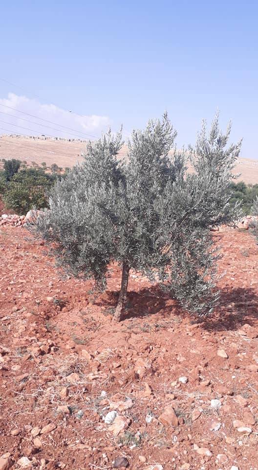 Şahinbey Akbulut Köyü Resimleri 1