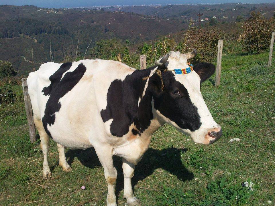 Simav Akpınar Köyü Resimleri 7
