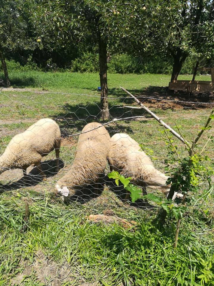 Simav Beciler Köyü Resimleri 4