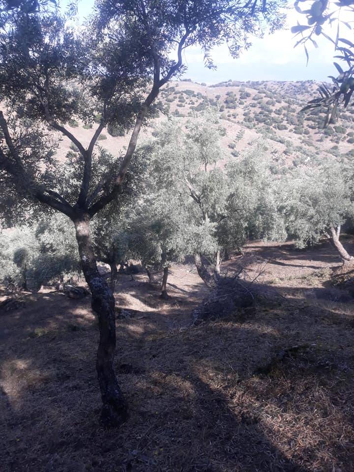 Simav Bedirler Köyü Resimleri 2