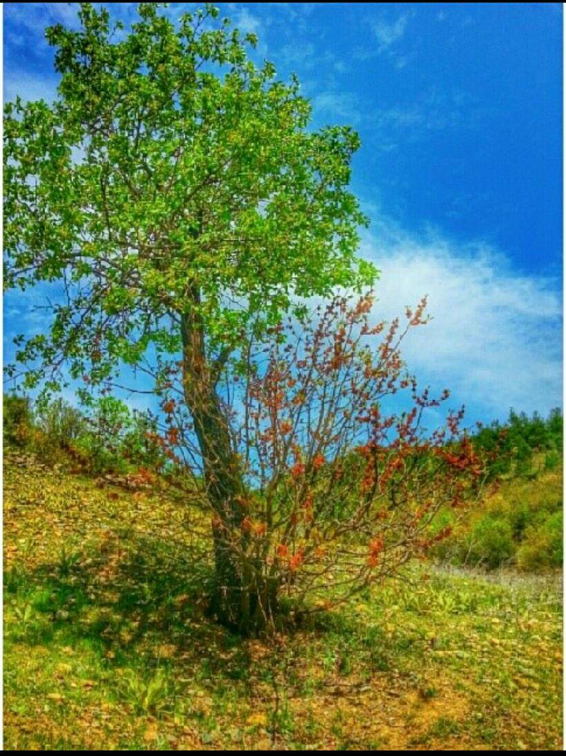 Simav Bedirler Köyü Resimleri 3