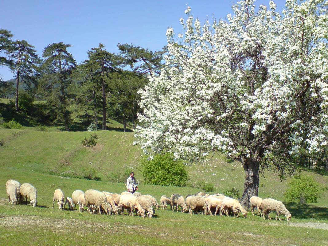 Simav Çamlık Köyü Resimleri 4