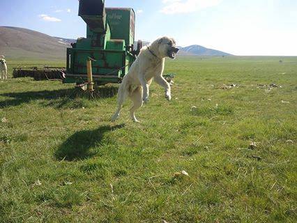 Pınarbaşı İnliören Köyü Resimleri 2