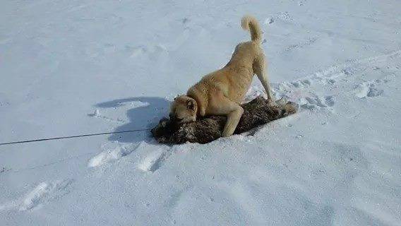 Pınarbaşı İnliören Köyü Resimleri 3