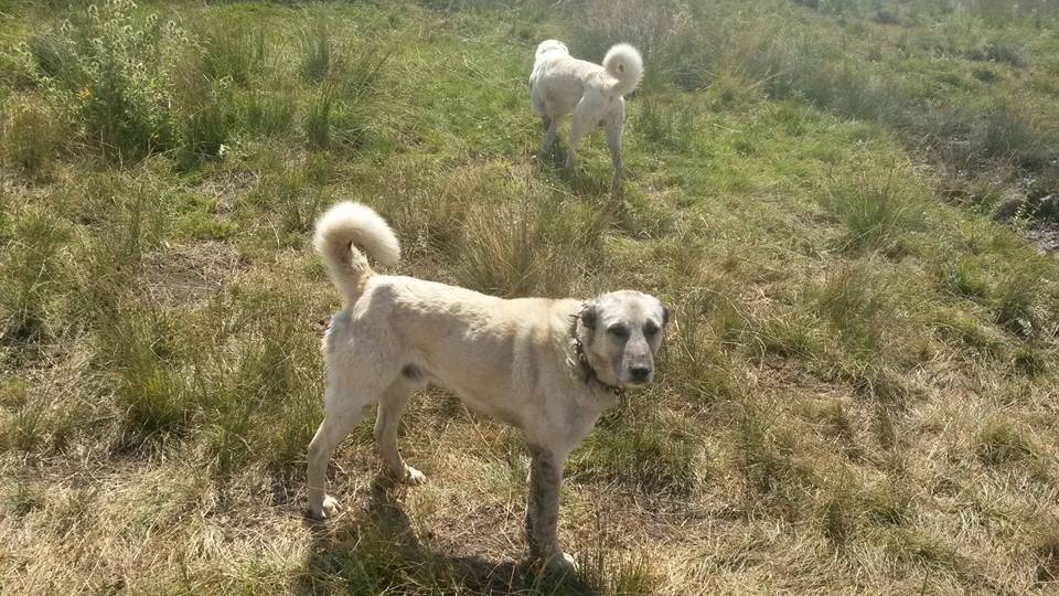 Pınarbaşı Kılıçkışla Köyü Resimleri 2