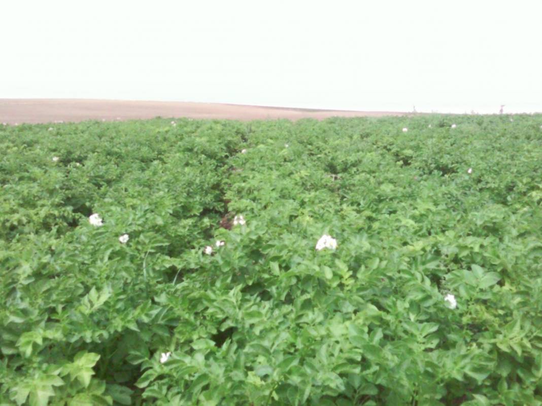 Pınarbaşı Kılıçkışla Köyü Resimleri 3