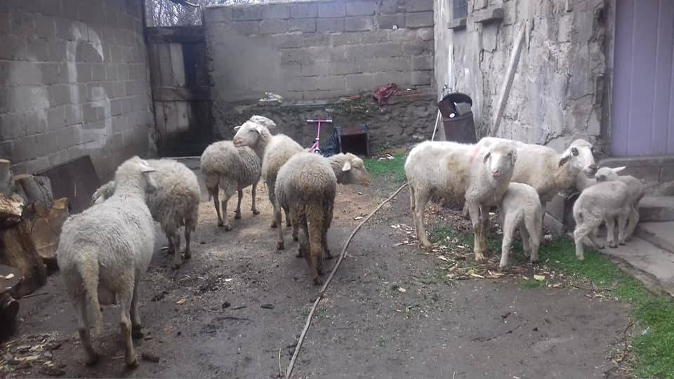 Simav Gökçeler Köyü Resimleri 1