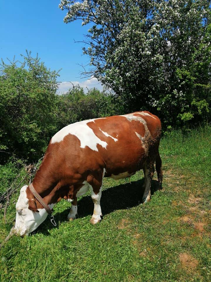 Simav Gökçeler Köyü Resimleri 4