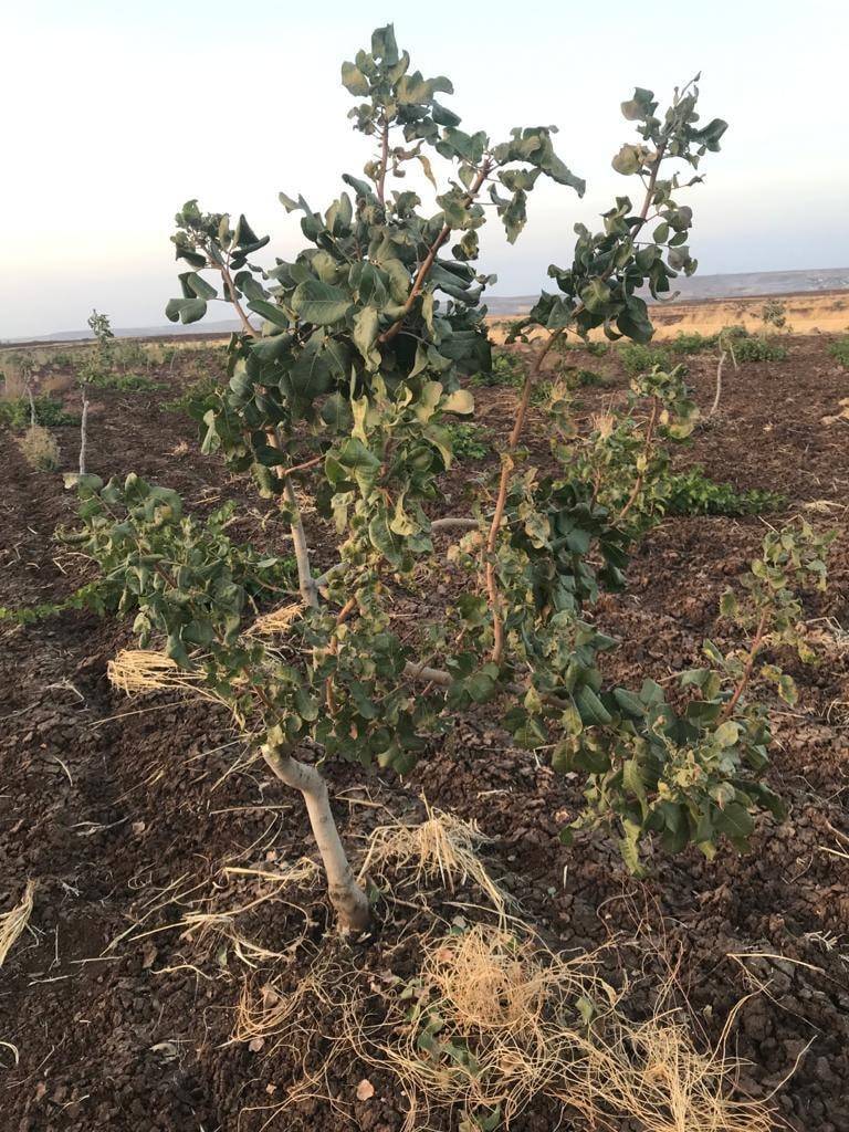 Şahinbey Akyol Köyü Resimleri 2