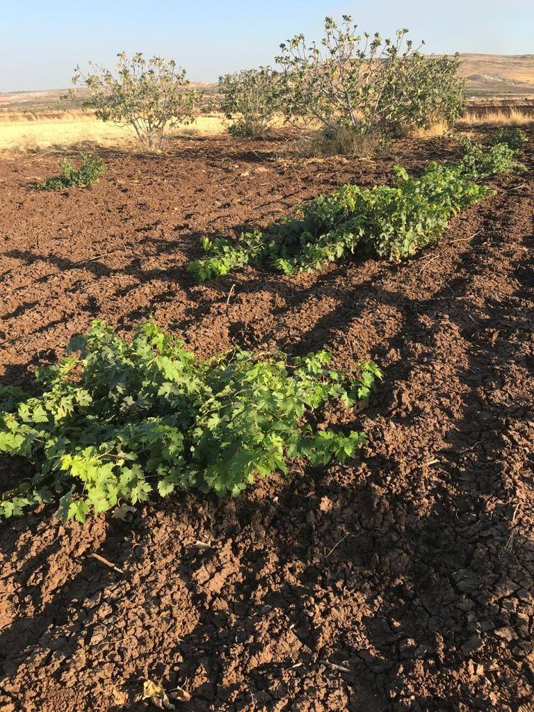 Şahinbey Akyol Köyü Resimleri 3