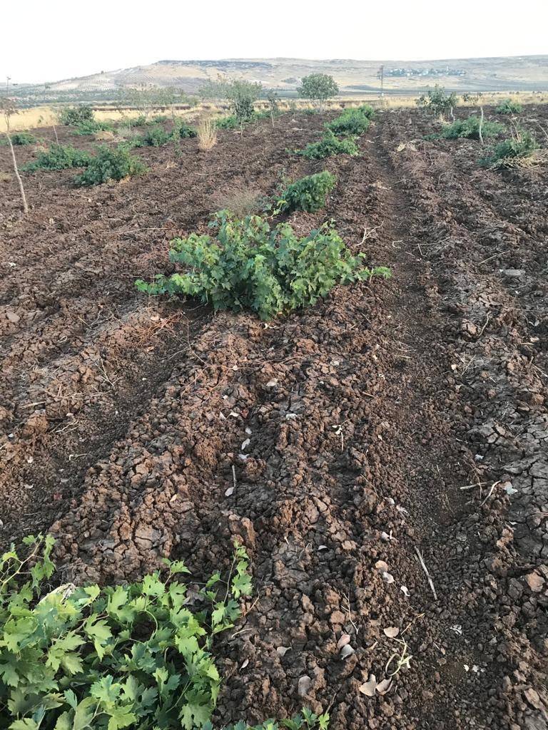 Şahinbey Akyol Köyü Resimleri 4