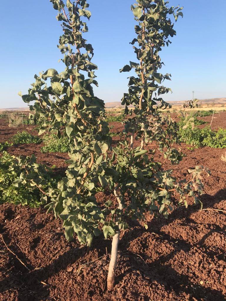 Şahinbey Akyol Köyü Resimleri 5