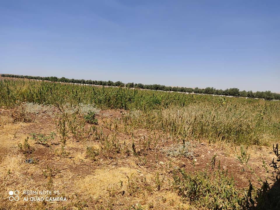 Şahinbey Almalı Köyü Resimleri 5