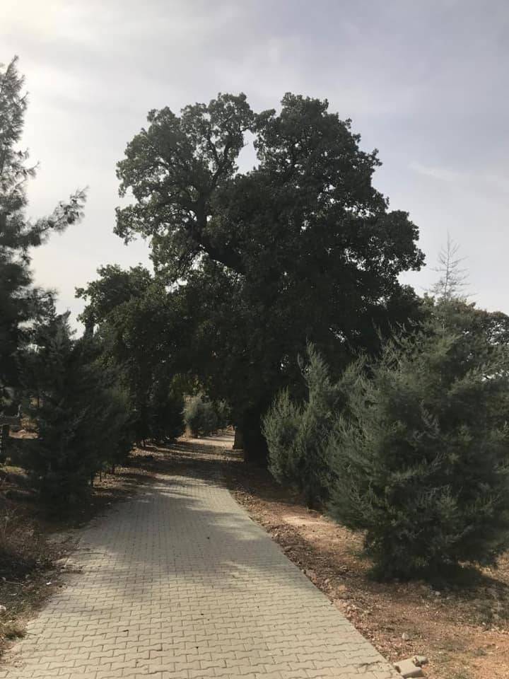 Şahinbey Belenköy Köyü Resimleri 5