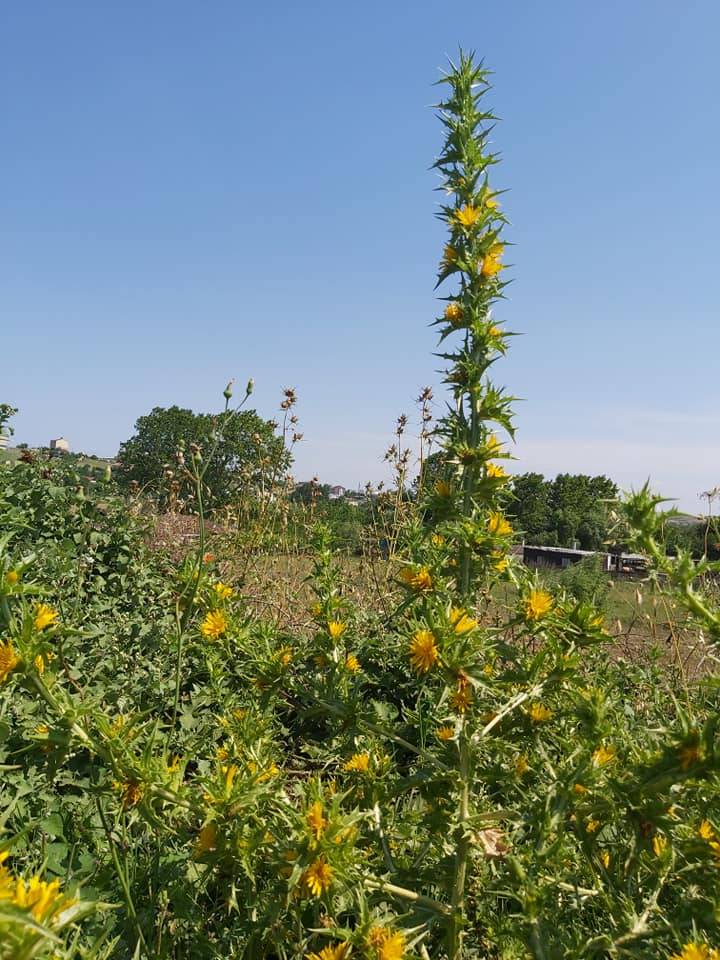 Şahinbey Belenköy Köyü Resimleri 8