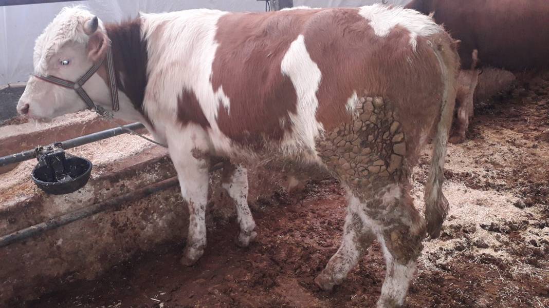 Şahinbey Beşkuyu Köyü Resimleri 1