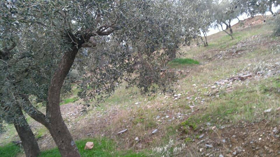 Bayındır Çamlıbel Köyü Resimleri 4