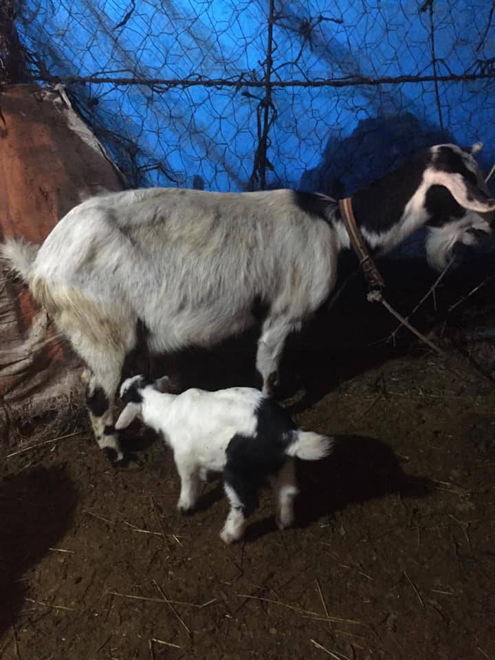 Bayındır Çamlıbel Köyü Resimleri 9