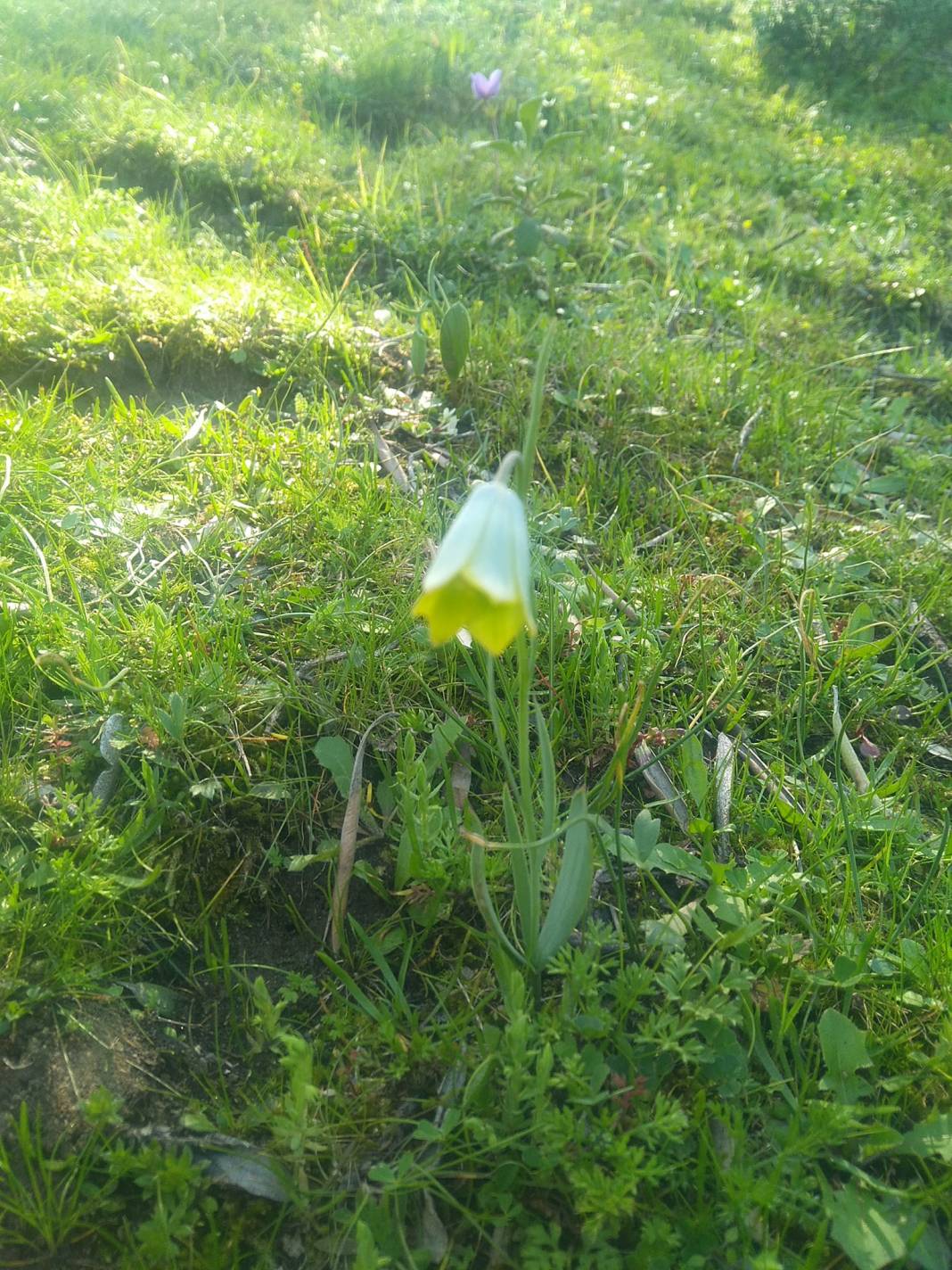 Bayındır Çenikler Köyü Resimleri 1