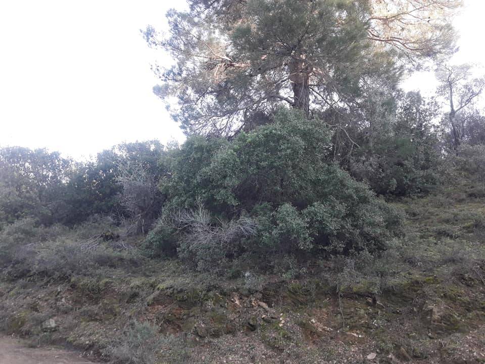 Bayındır Çenikler Köyü Resimleri 7